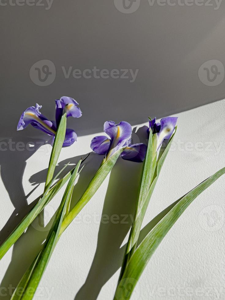 azul iris flor. Fresco iris con margaritas 20217799 Foto de stock en  Vecteezy