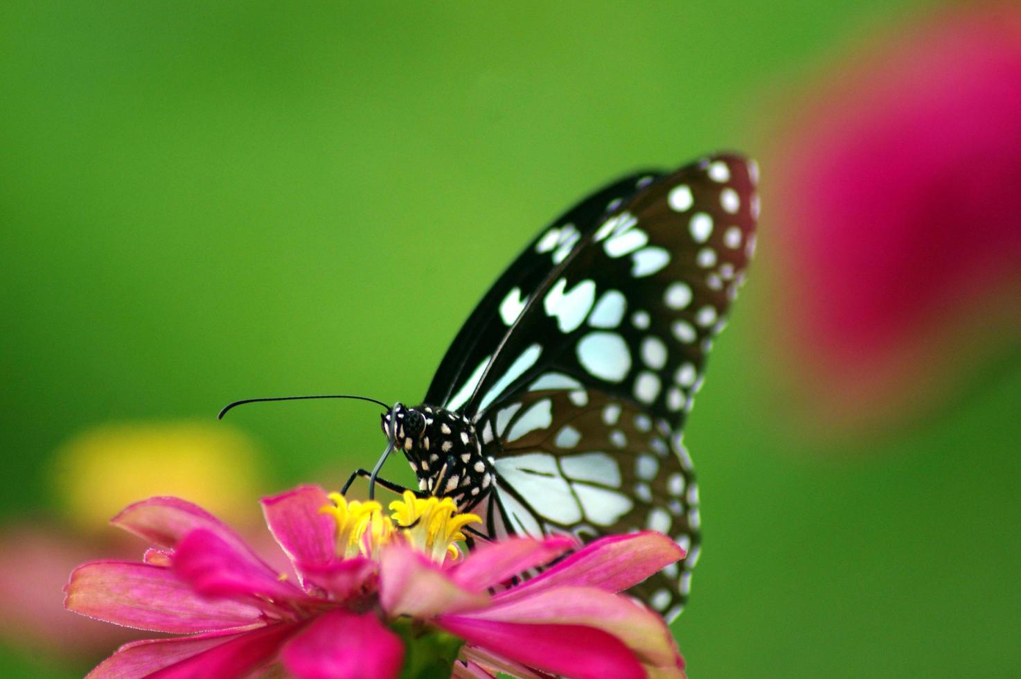 negro y blanco a rayas mariposa coleccionar néctar en amarillo polen. rosado flor. verde disolviendo antecedentes. foto