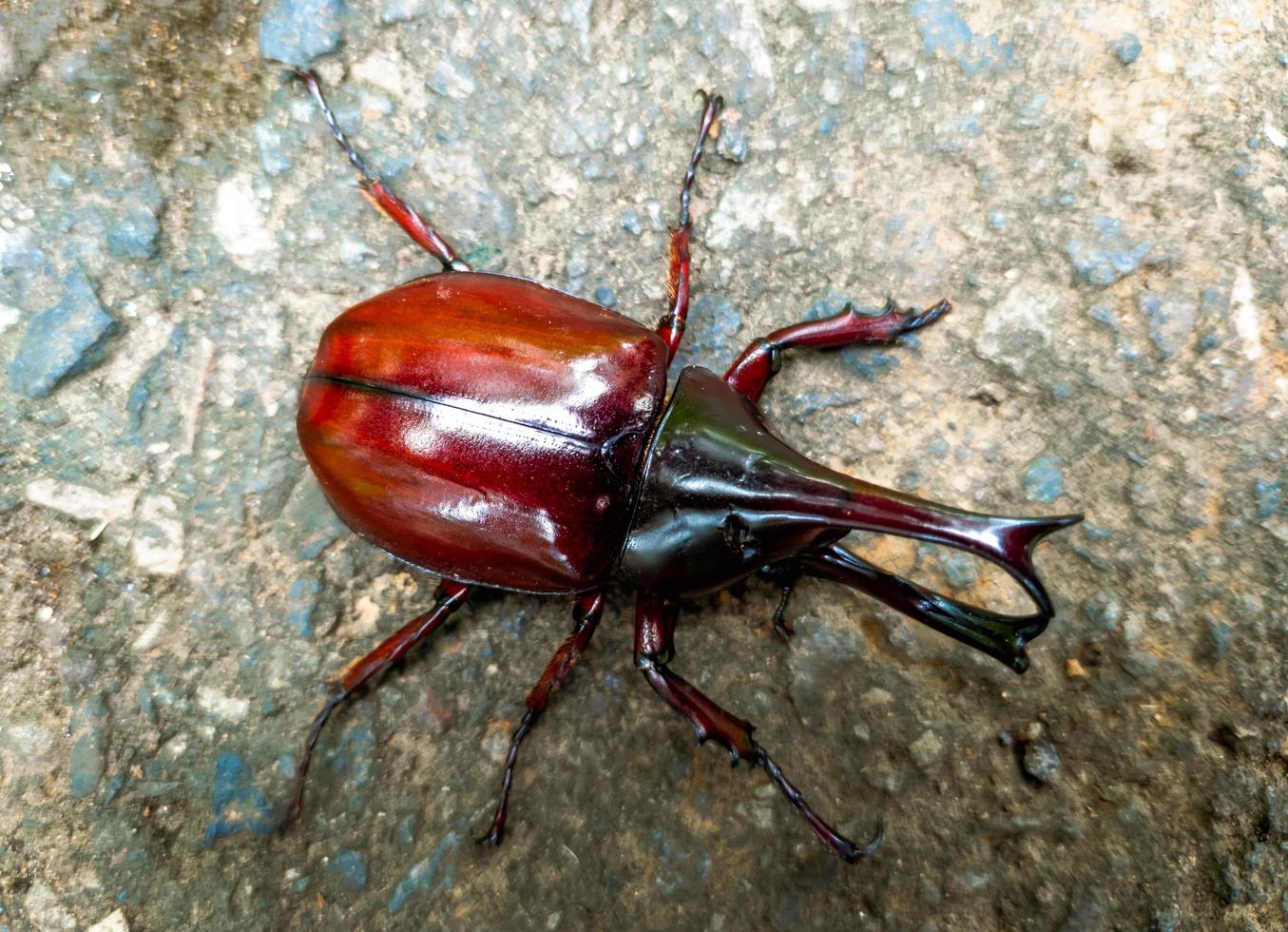 close up photo of rhinoceros beetle with scientific name Xylotrupes gideon with two horns, japanese rhinoceros beetle, insect