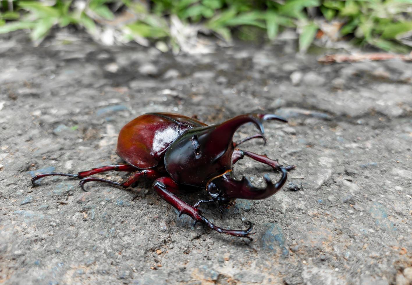 close up photo of rhinoceros beetle with scientific name Xylotrupes gideon with two horns, japanese rhinoceros beetle, insect
