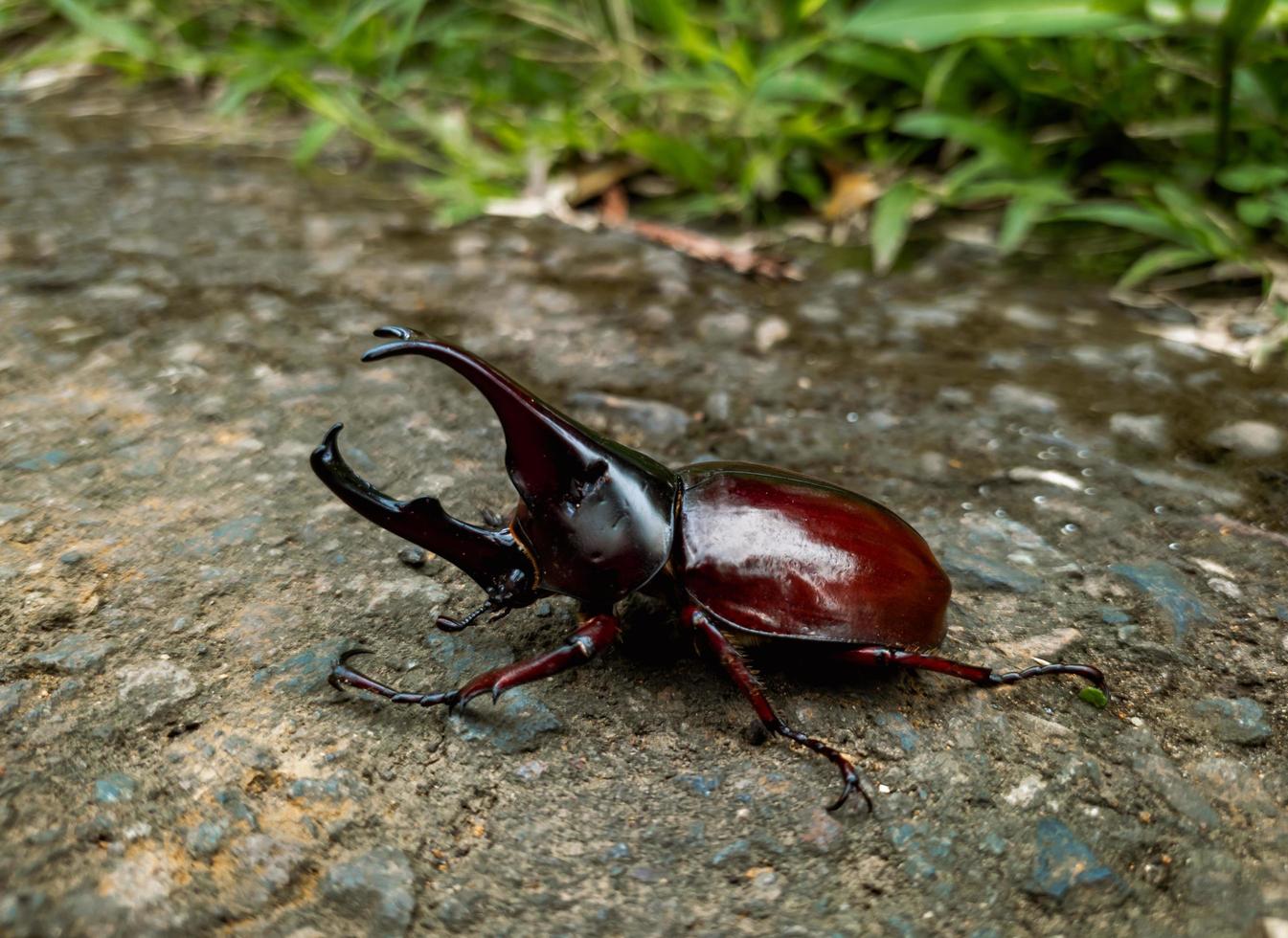 close up photo of rhinoceros beetle with scientific name Xylotrupes gideon with two horns, japanese rhinoceros beetle, insect