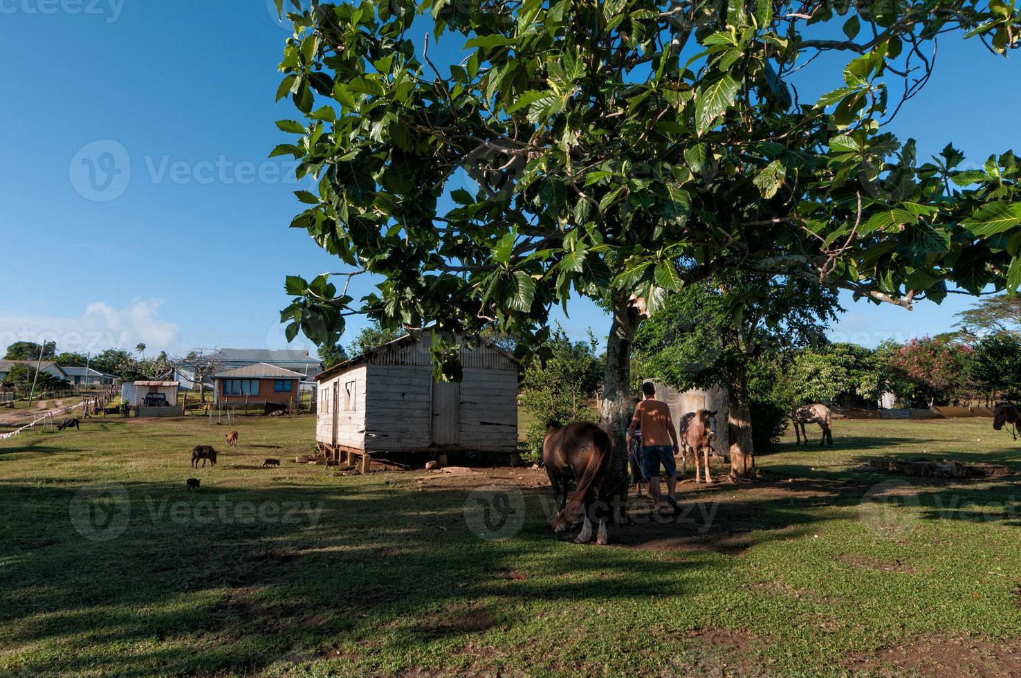 chabola, chabola, choza en tonga, polinesia foto