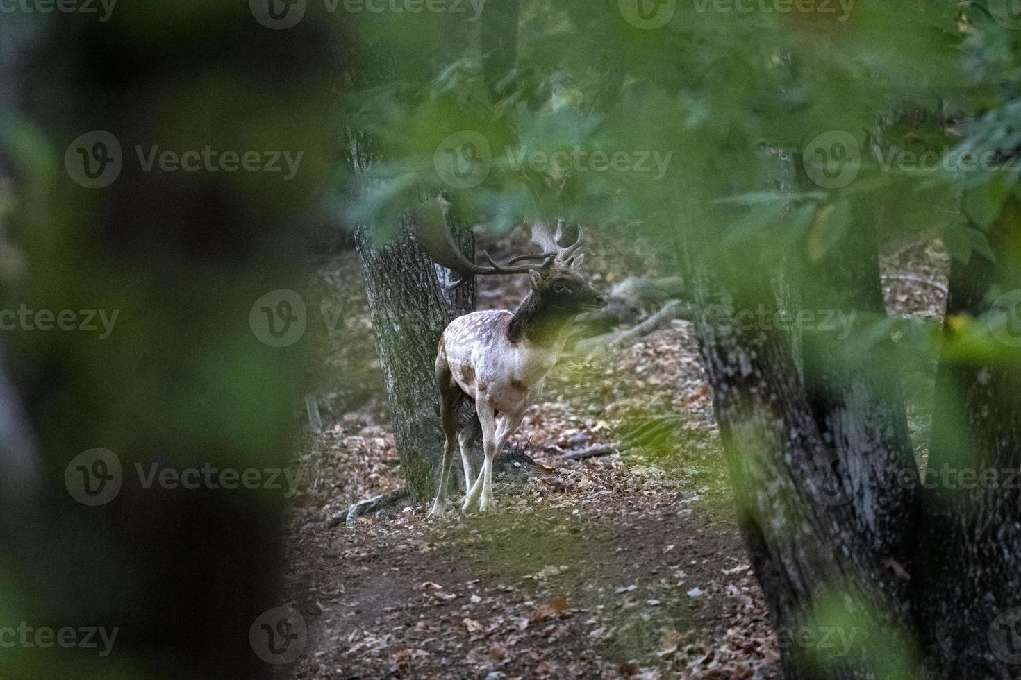 male fallow deer in love season in the forest in autumn photo