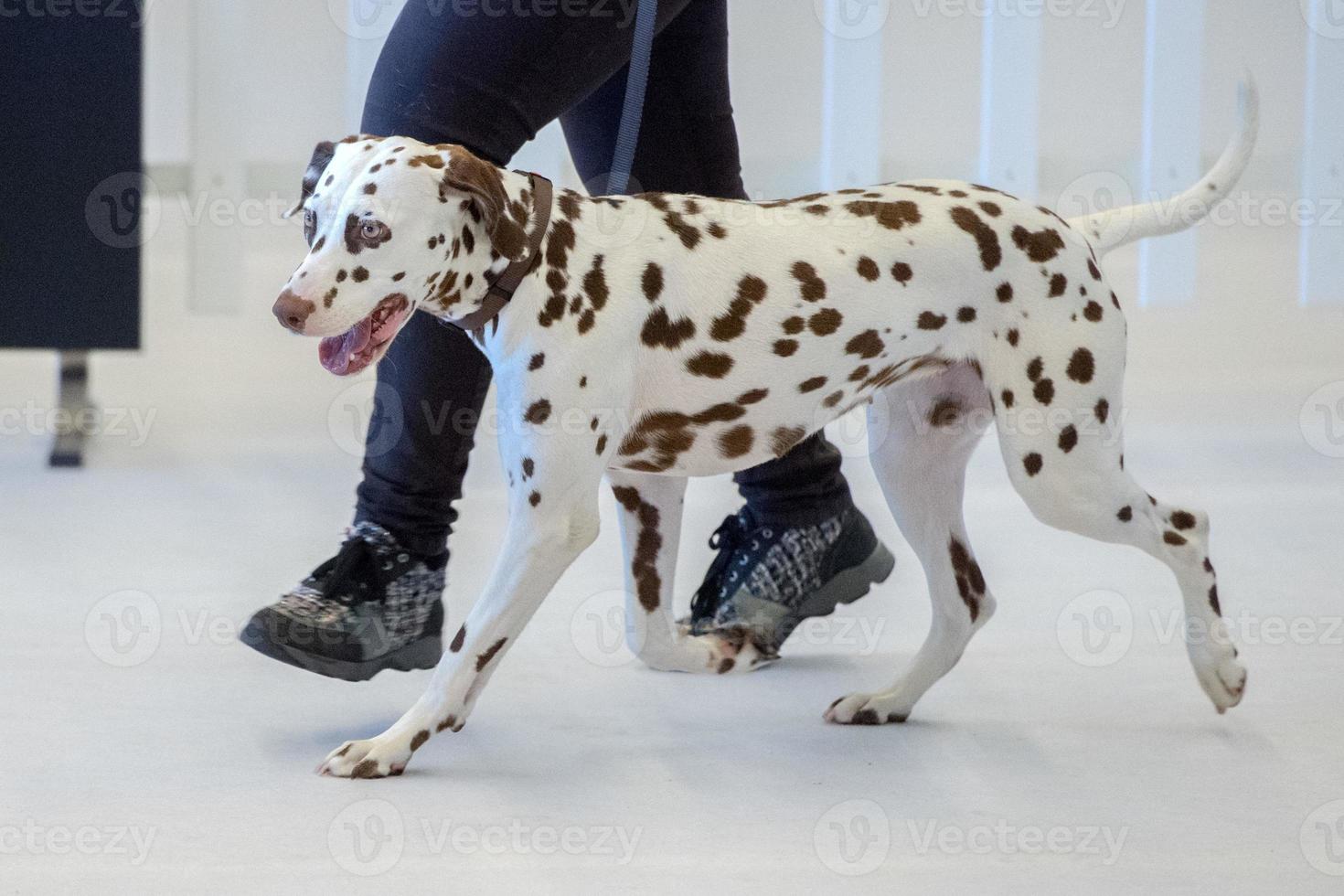 Dalmatian dog portrait close up on white back photo