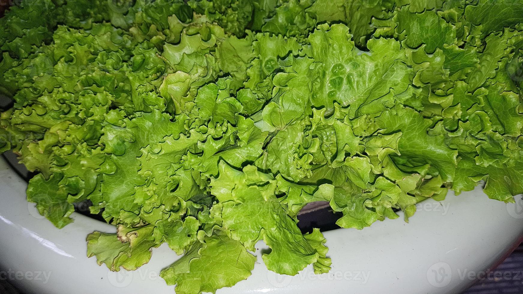 fresh growing lettuce leaves used as main ingredients for salad in the