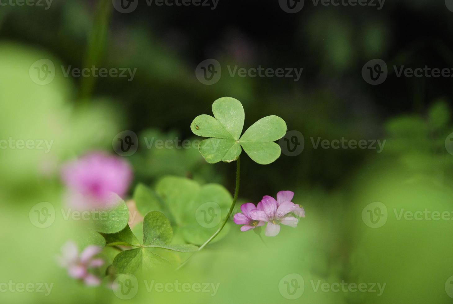 Lucky four leaf clover with a cute tiny bug on its leaf photo