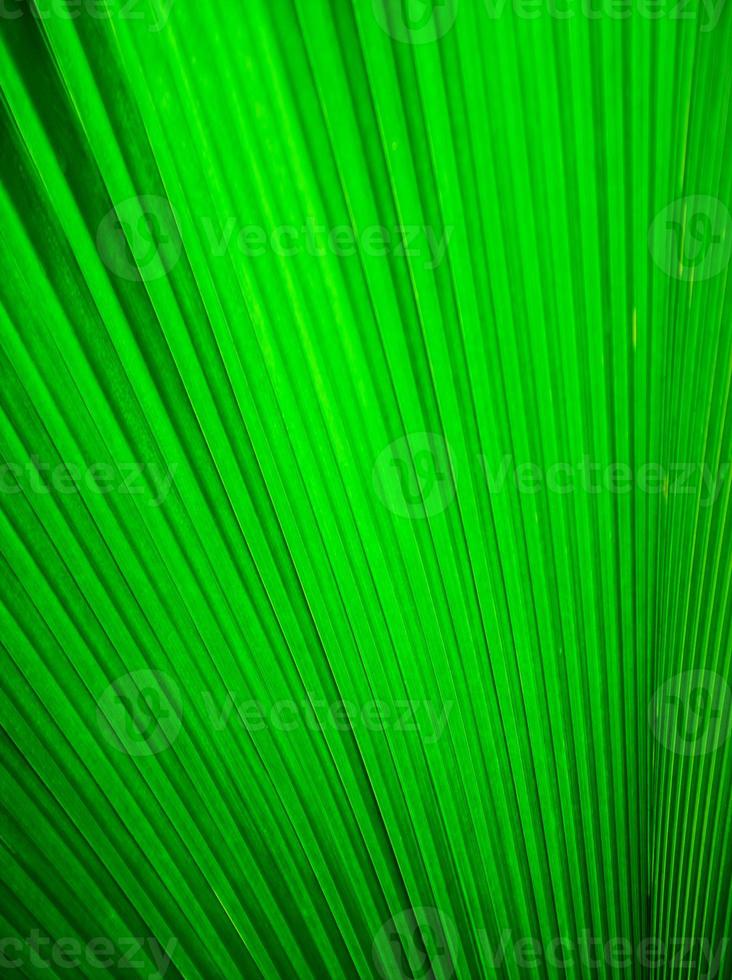 Green pleated textile photo