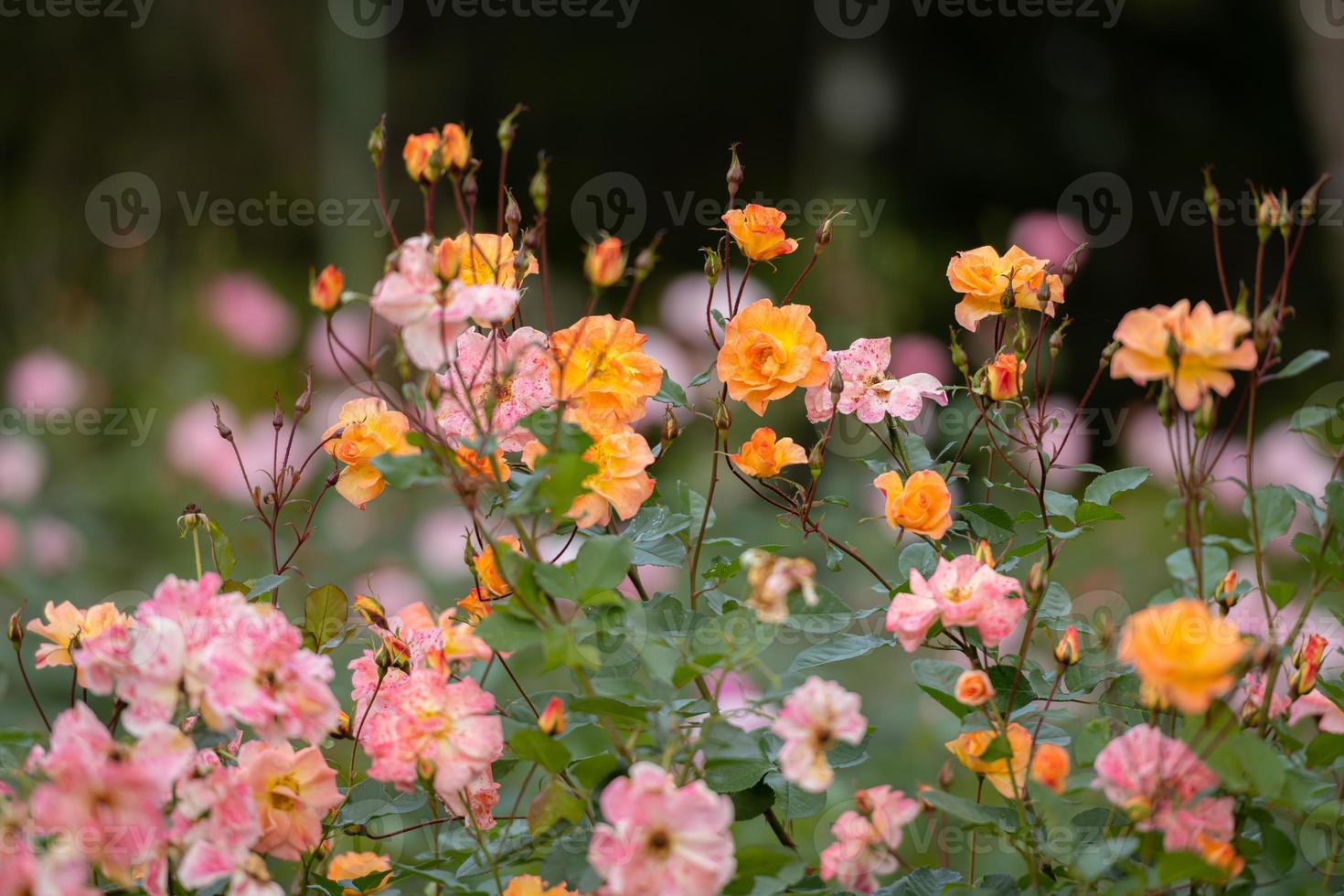 pink and orange beautiful small rose flower on tree in a garden photo