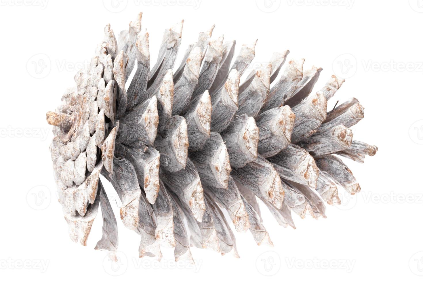 6667 White pine cone isolated on a transparent background photo