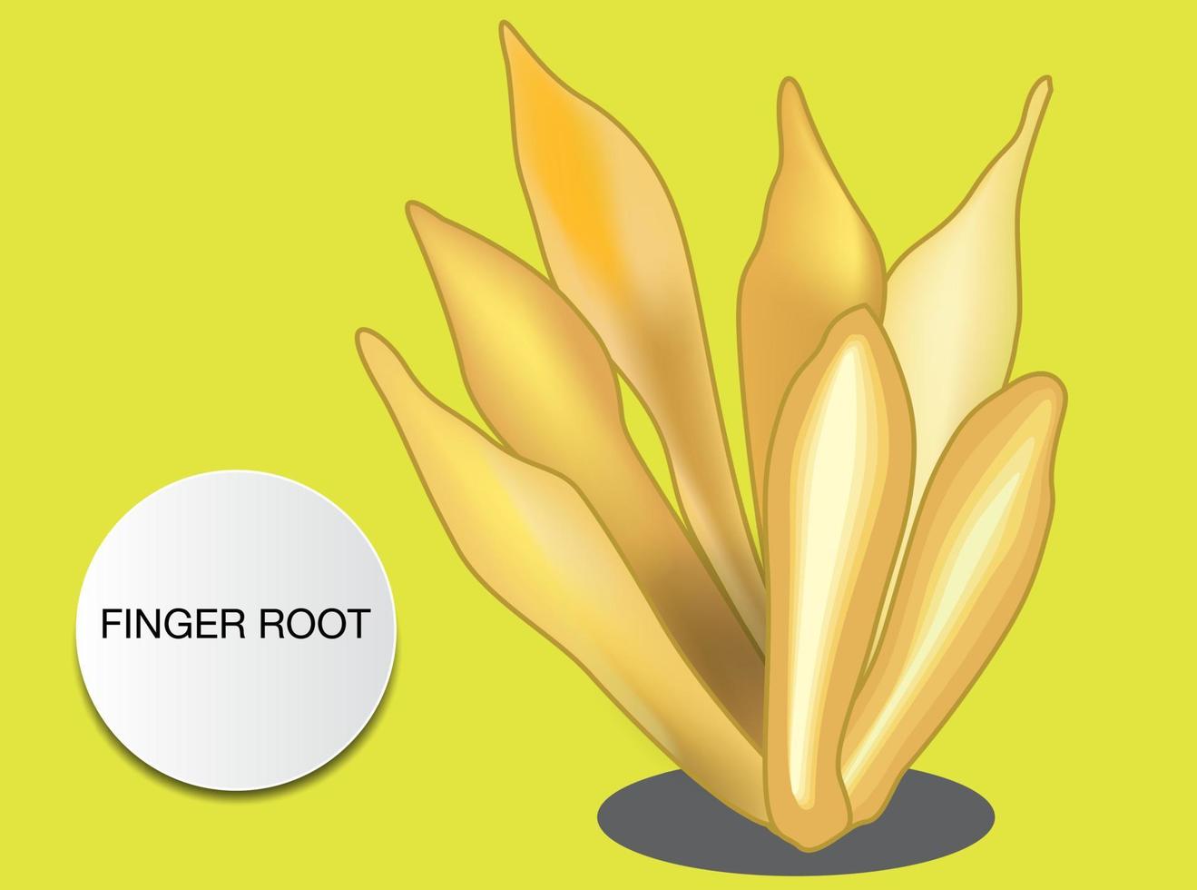 finger root is an ingredient for Thai food and also a medicinal and culinary herb vector