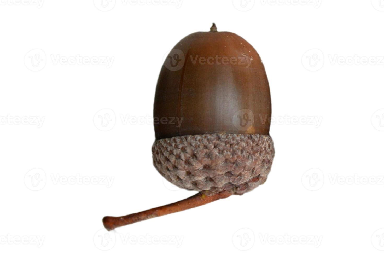 5111 Walnut isolated on a transparent background photo