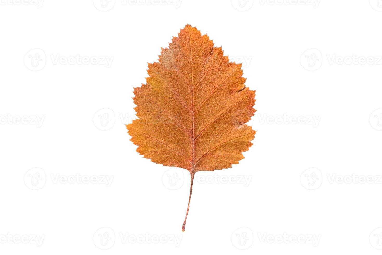 5134 Orange leaf isolated on a transparent background photo