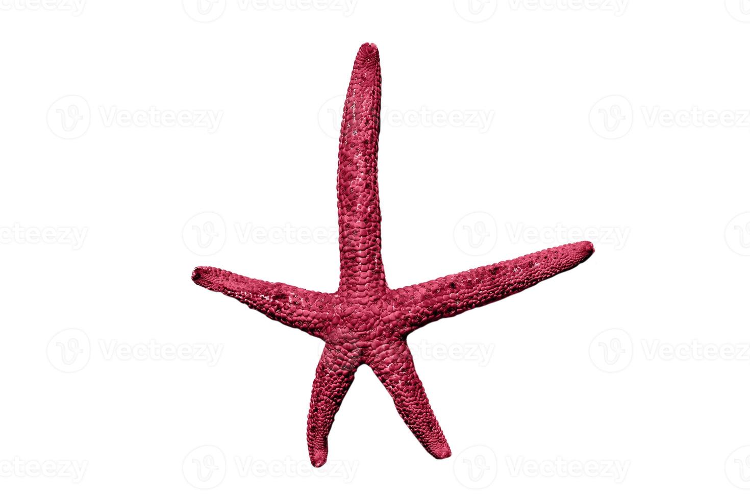 7358 Pink starfish isolated on a transparent background photo