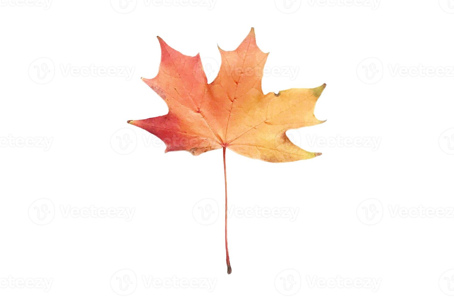 5174 Yellow leaf tree isolated on a transparent background photo