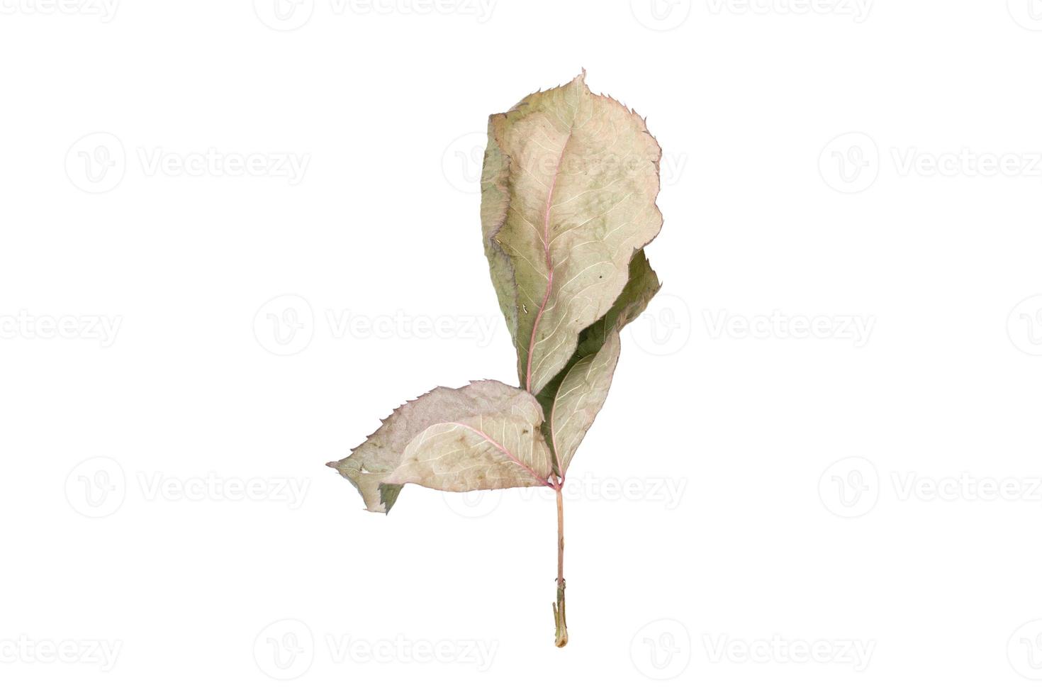 958 Dried leaves tree isolated on a transparent background photo