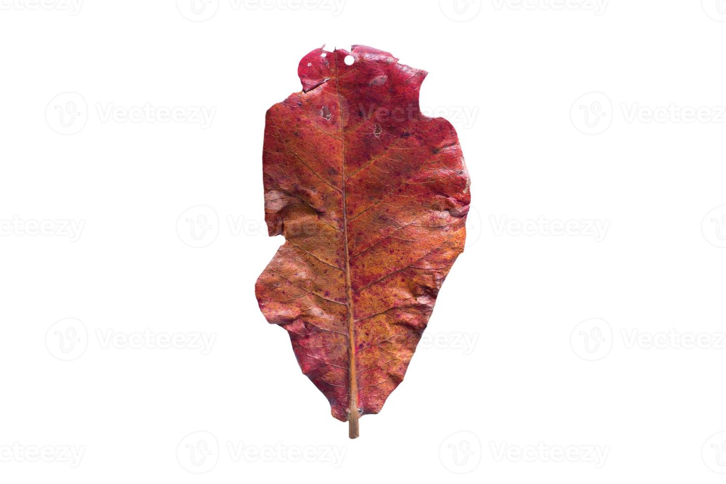 3831 Orange dried leaf isolated on a transparent background photo