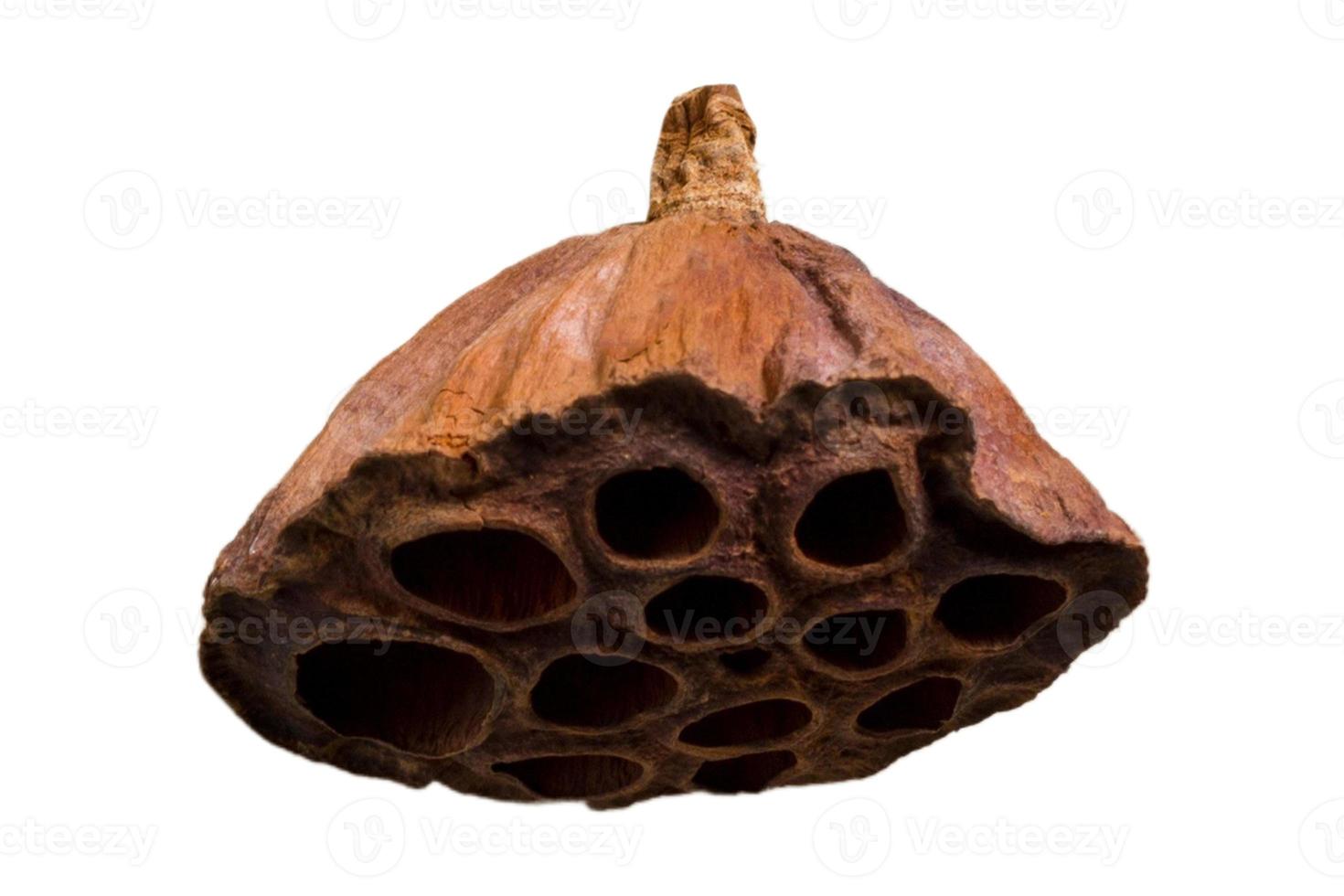 888 Brown dried plant isolated on a transparent background photo