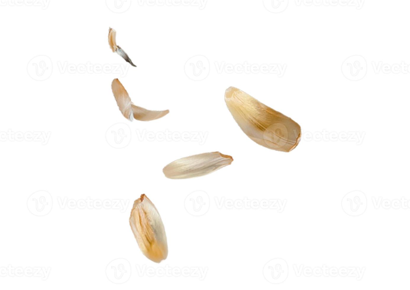 2264 Beige petals isolated on a transparent background photo