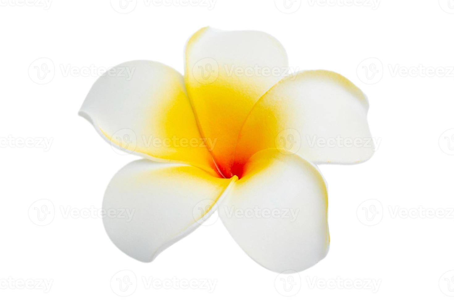 2827 White flower isolated on a transparent background photo