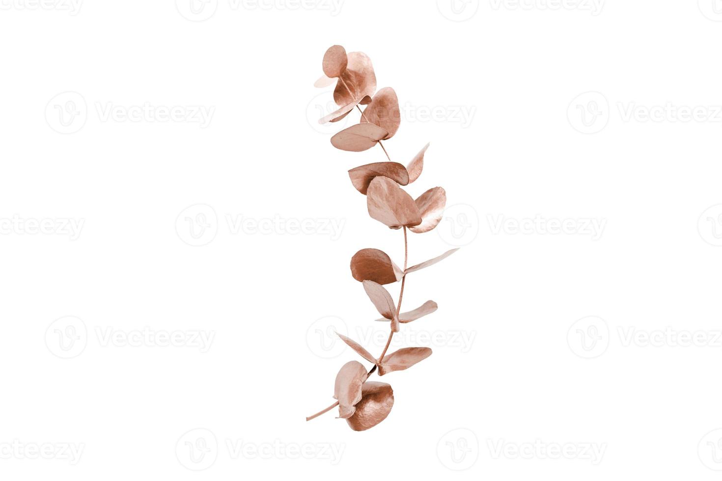 7065 Pink leaf isolated on a transparent background photo