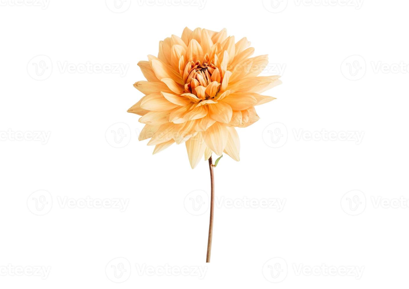 2768 Yellow plant isolated on a transparent background photo