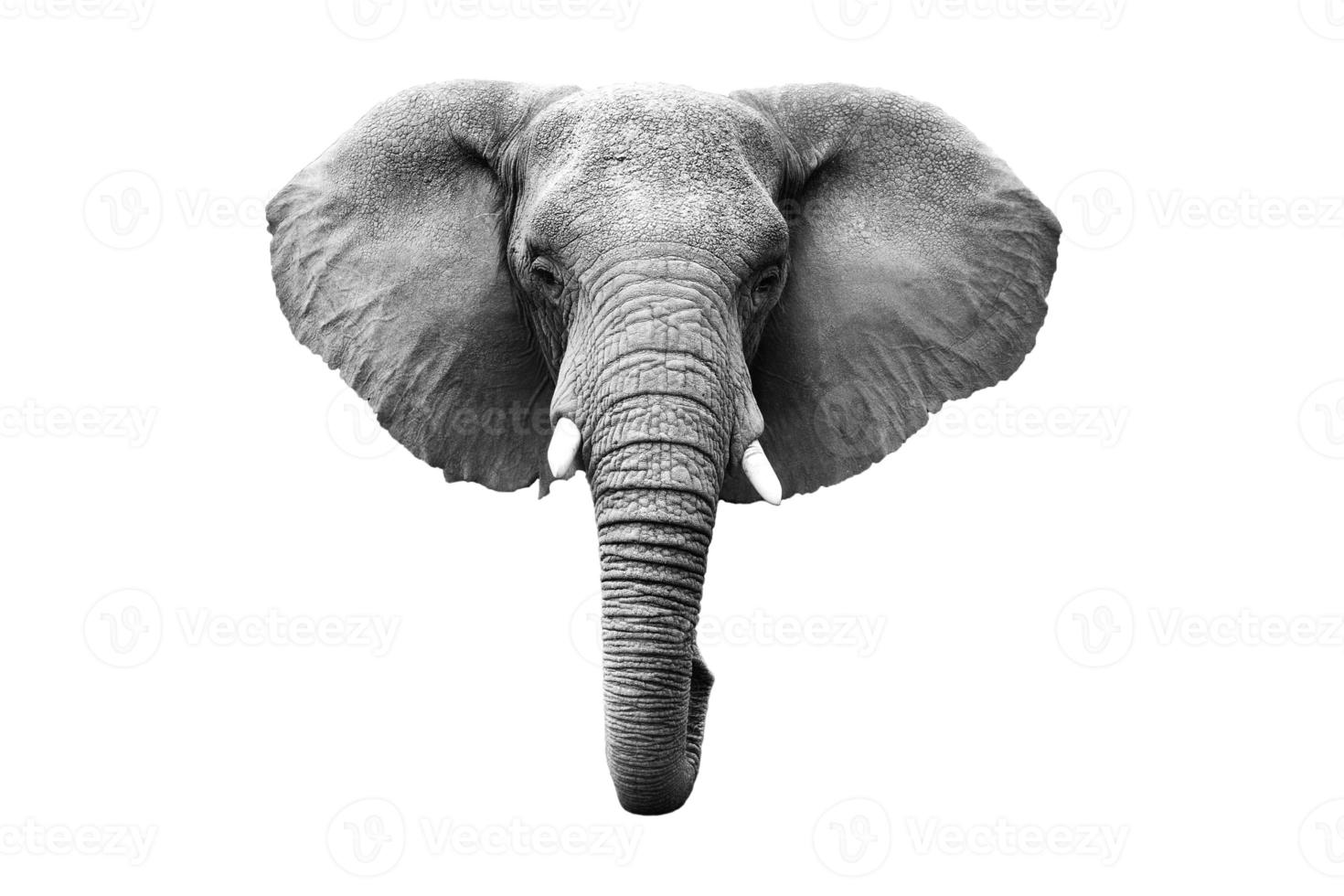 7465 Gray elephant isolated on a transparent background photo