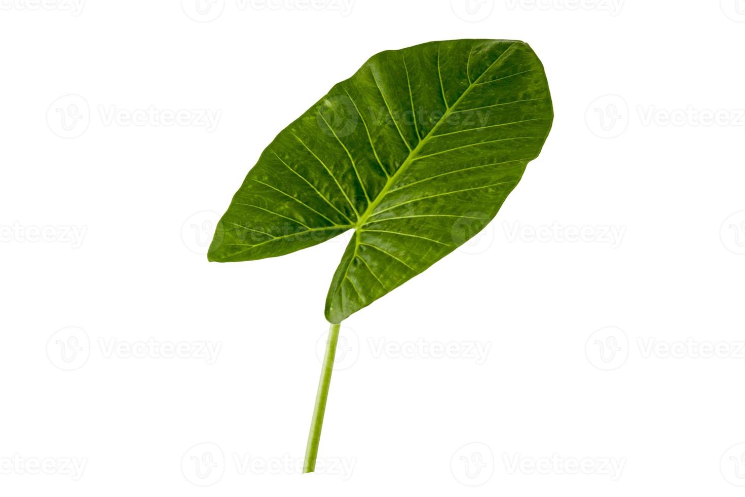 1835 Green leaf plant isolated on a transparent background photo