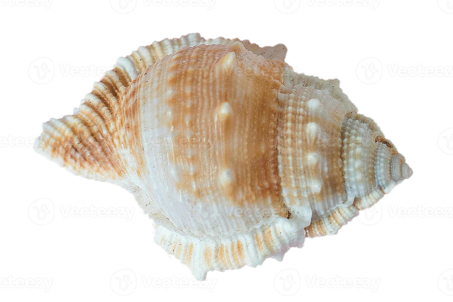 2792 Seashell decoration isolated on a transparent background photo