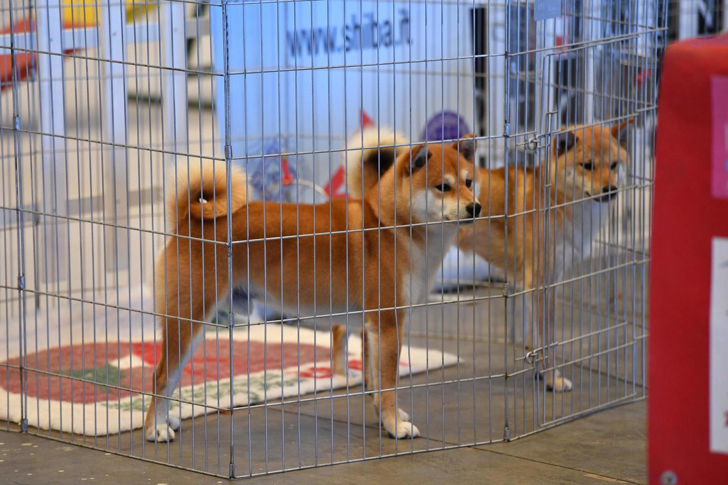 GENOA, ITALY - MAY 21 2016 - Annual public international dog show photo