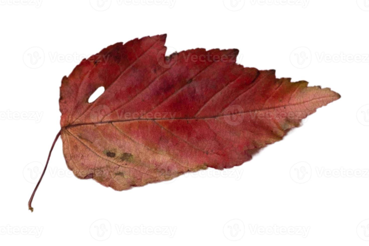 4091 Red dried leaf isolated on a transparent background photo