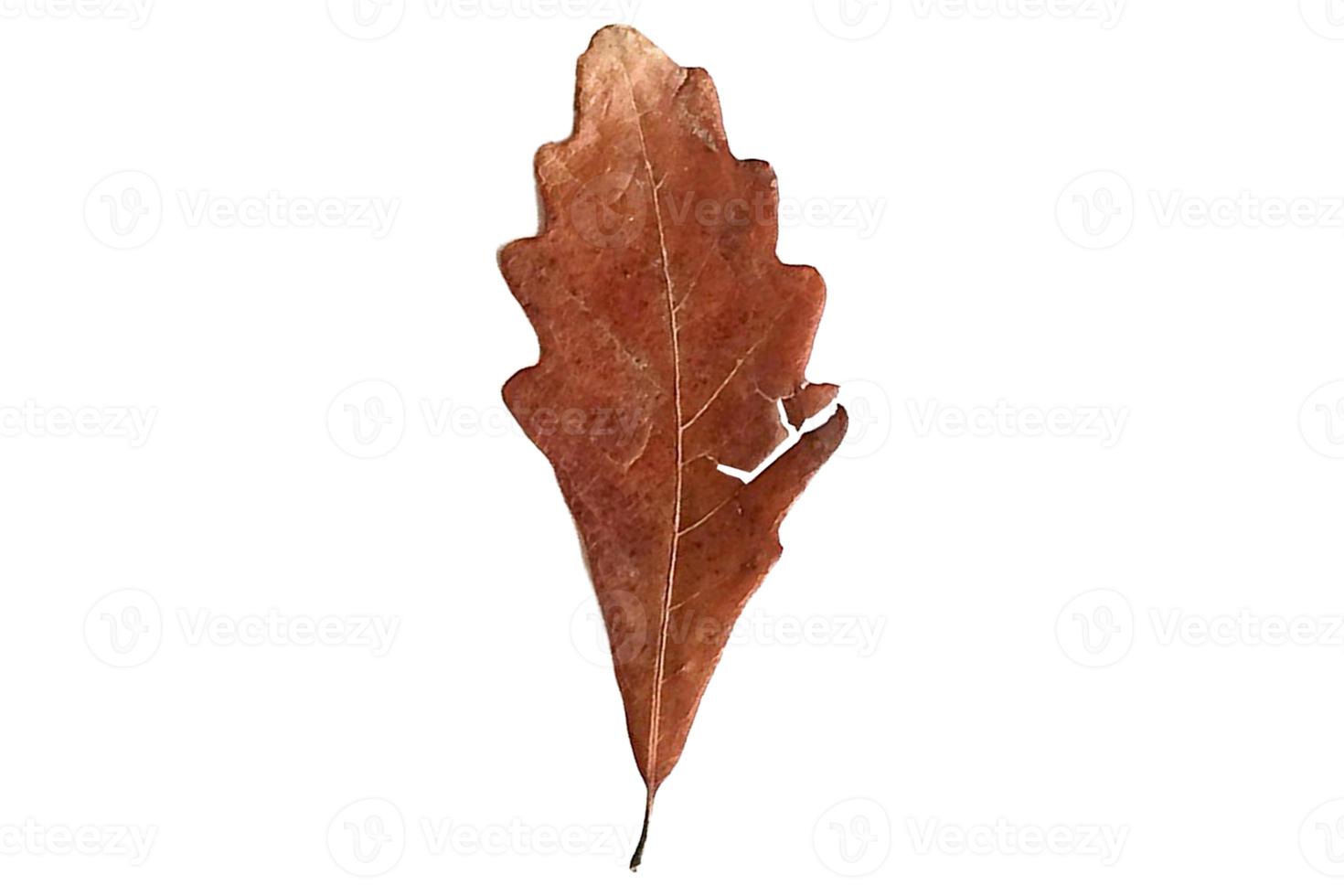 3823 Dried leaves isolated on a transparent background photo