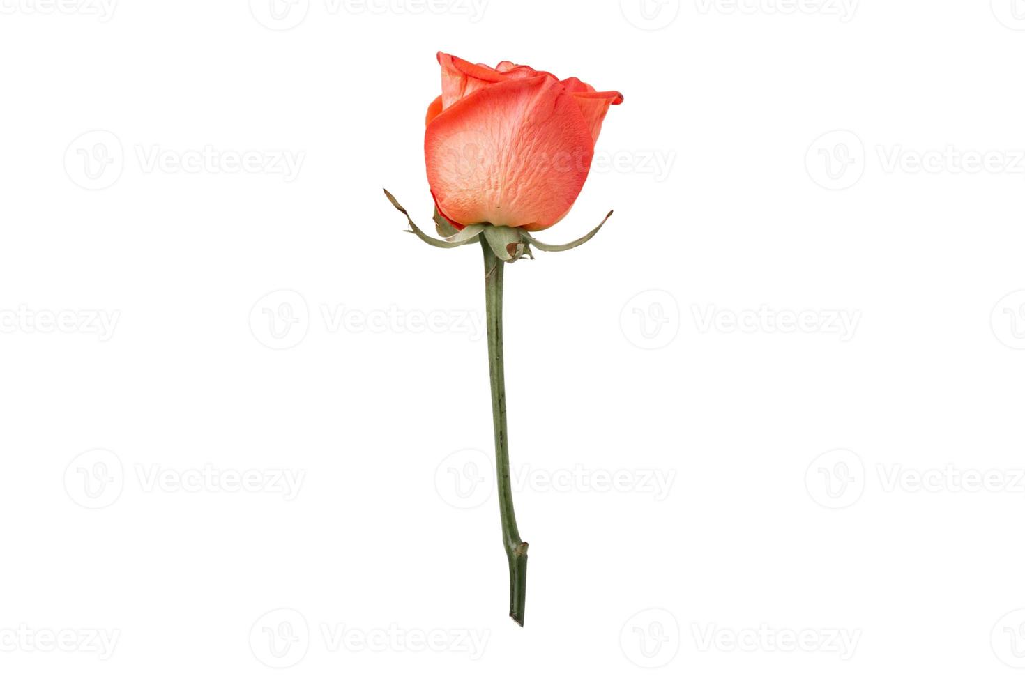 1419 Red flower isolated on a transparent background photo