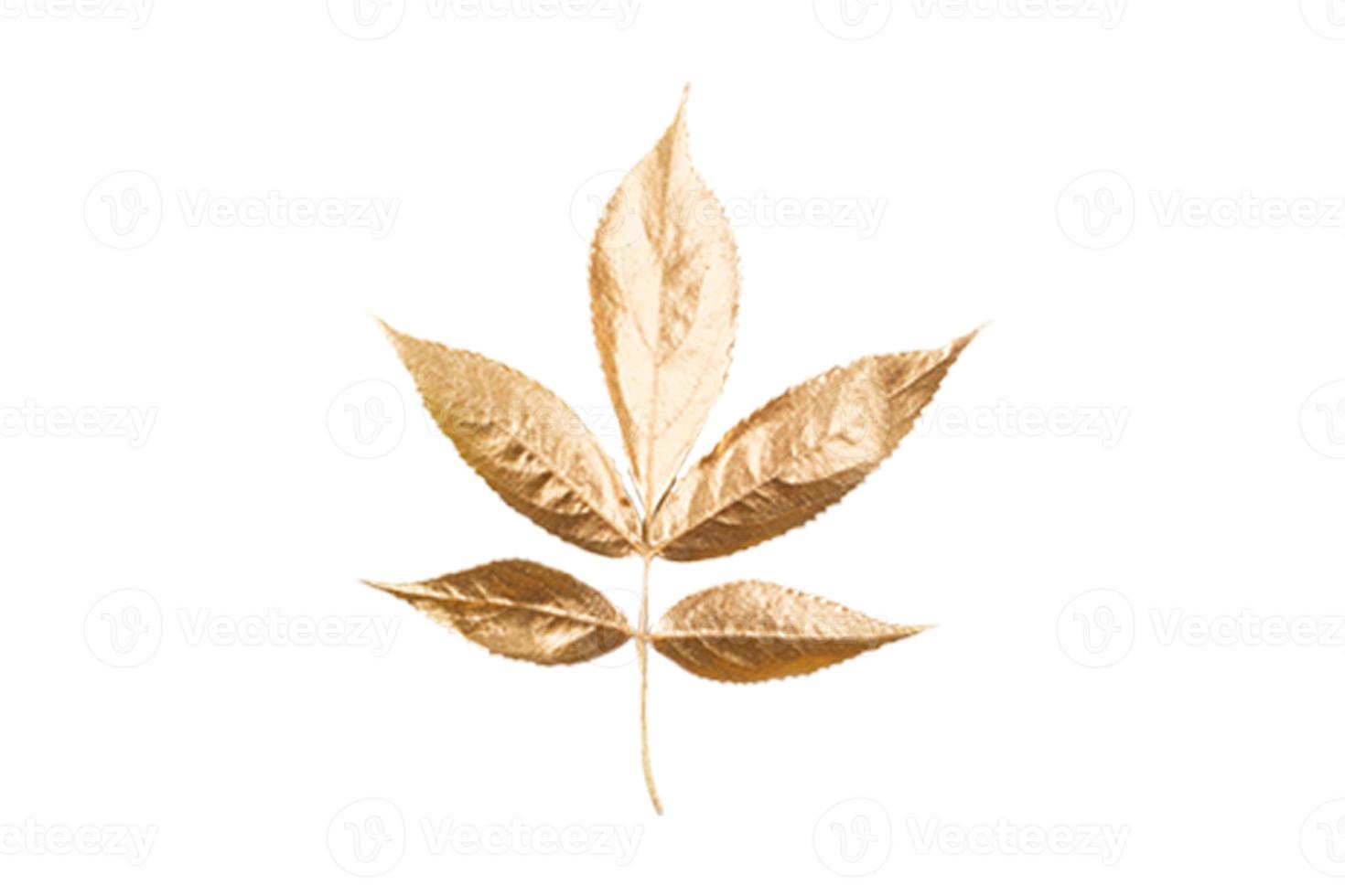 4842 Golden christmas leaf decoration isolated on a transparent background photo