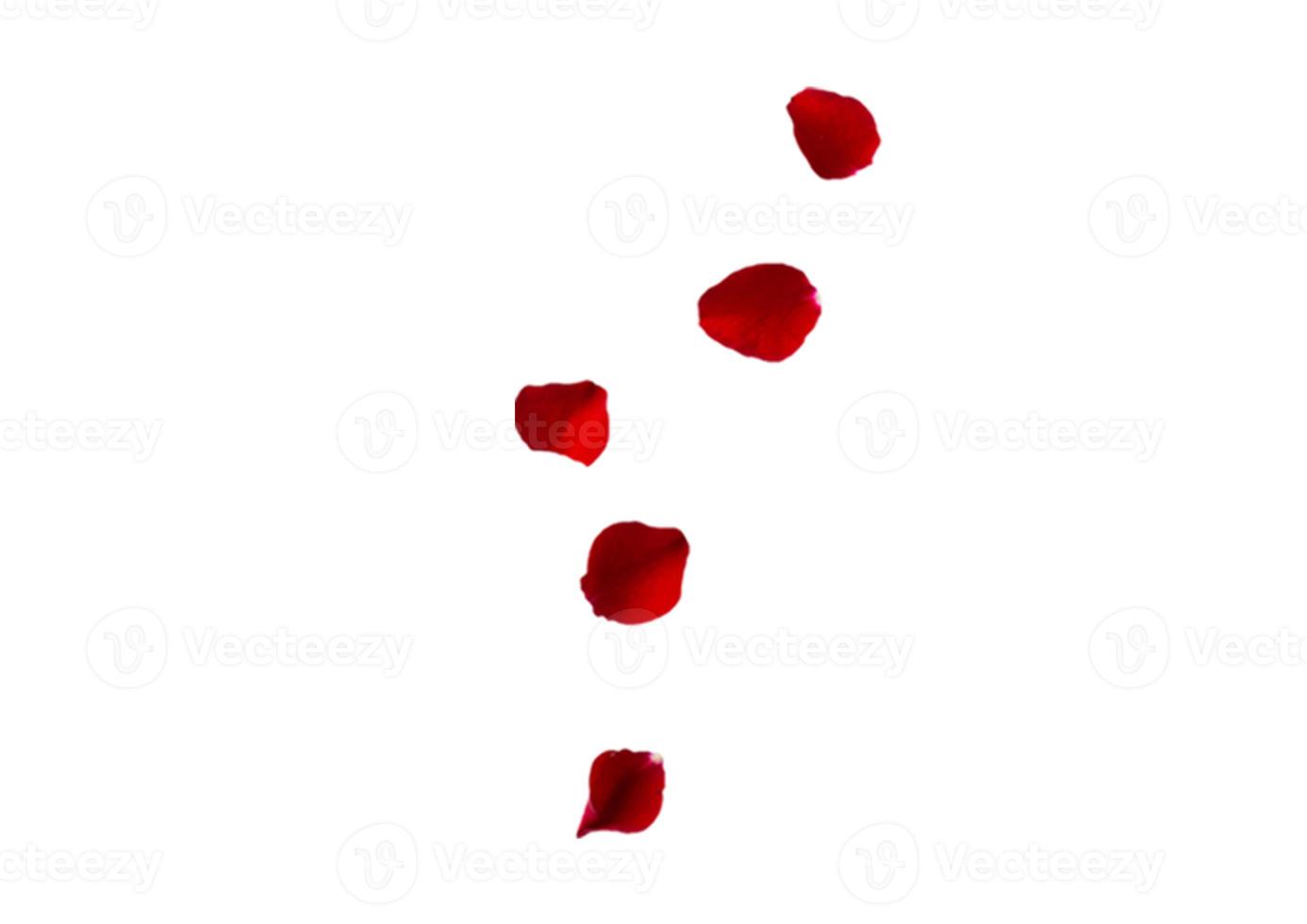 2349 Red petals isolated on a transparent background photo