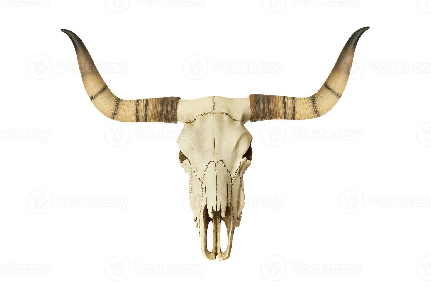 53 Beige bison skull isolated on a transparent background photo