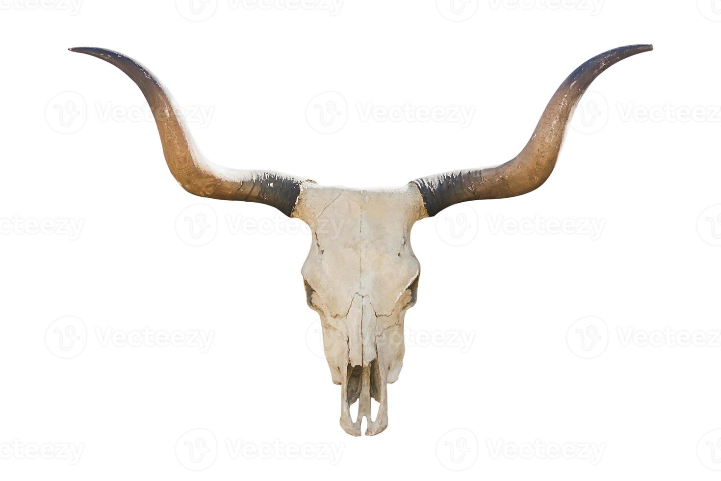 65 White bison skull isolated on a transparent background photo