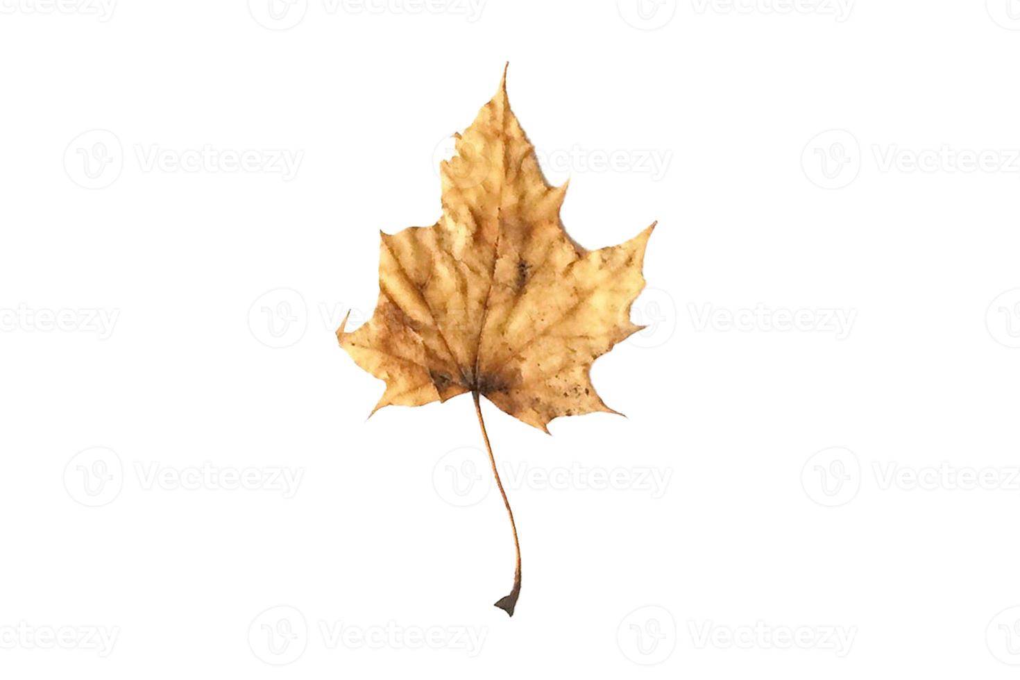 4028 Beige dried leaf isolated on a transparent background photo