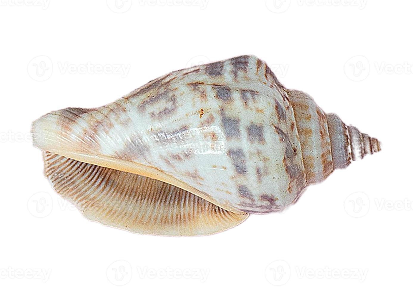 2621 Seashell decoration isolated on a transparent background photo