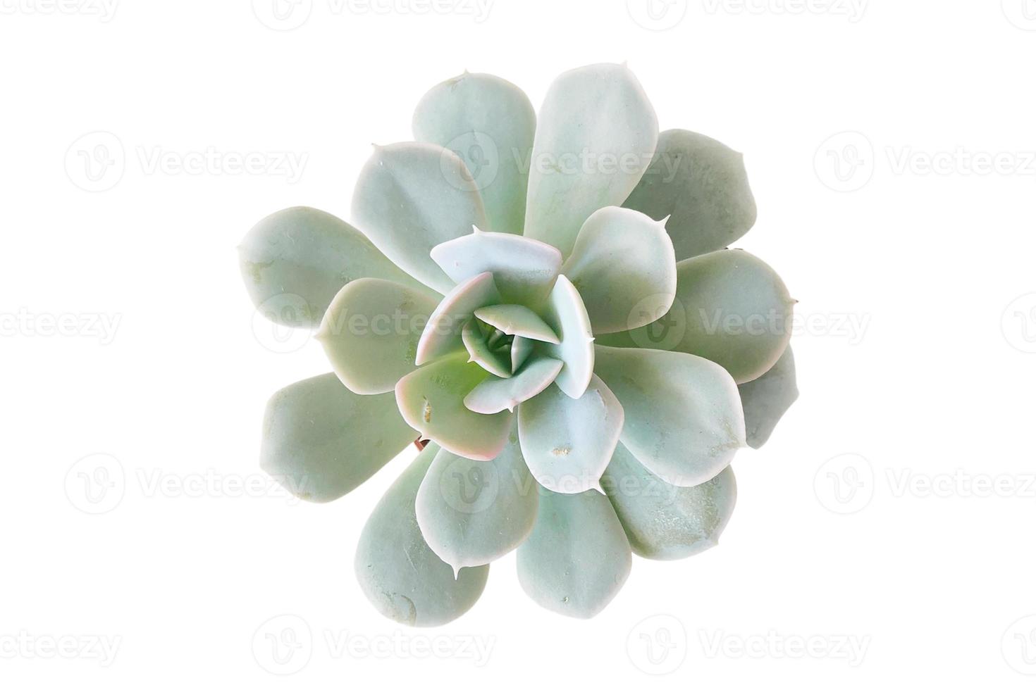 2696 Succulent flower isolated on a transparent background photo