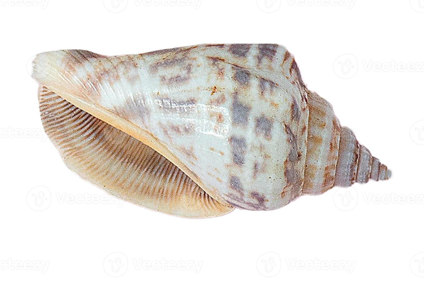2791 Seashell decoration isolated on a transparent background photo