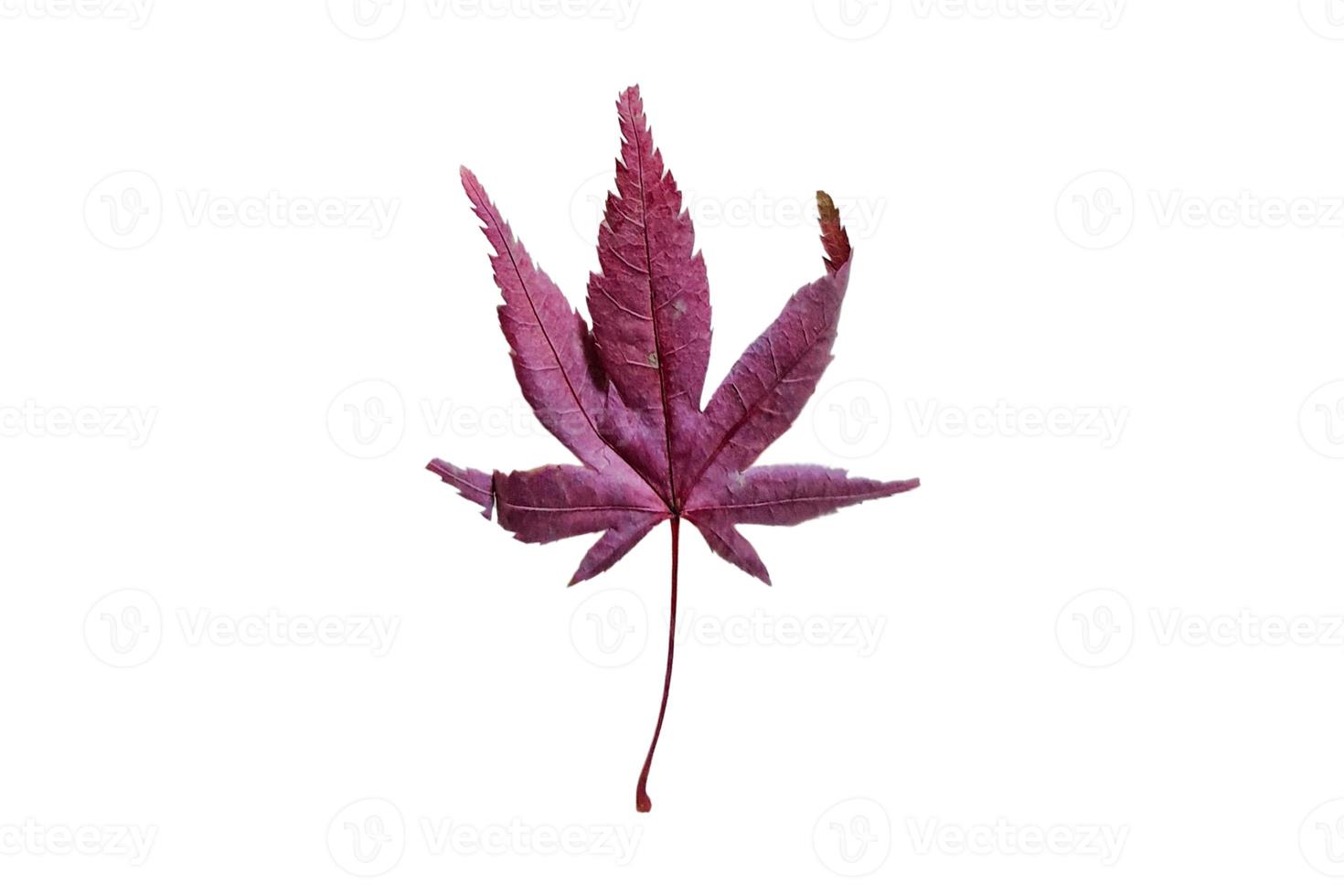 4046 Purple leaf isolated on a transparent background photo