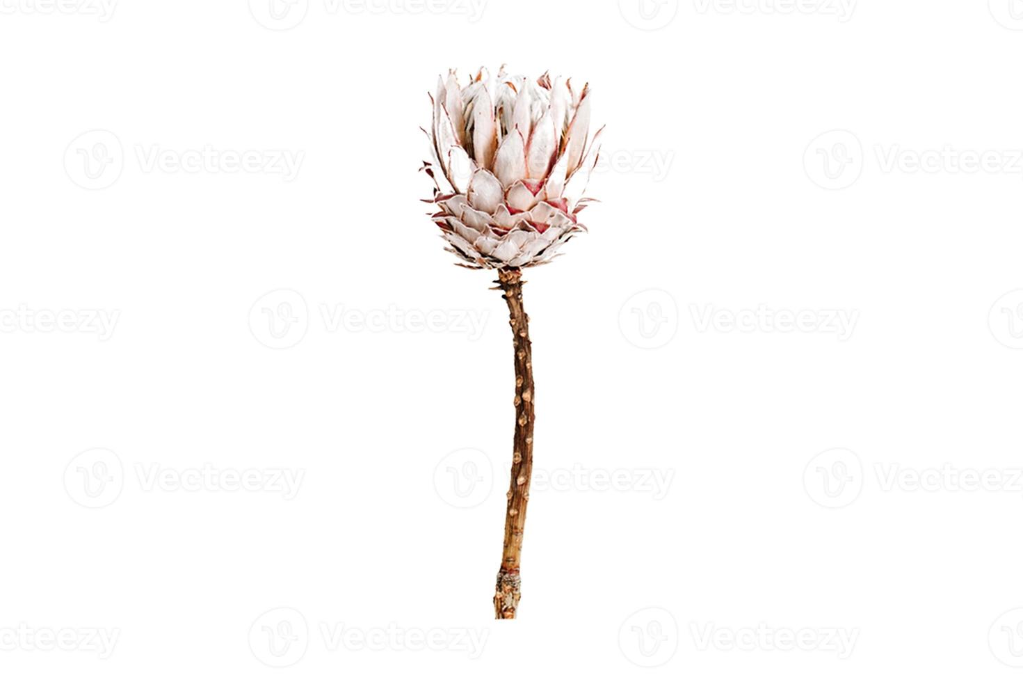 3390 Brown dried flower isolated on a transparent background photo
