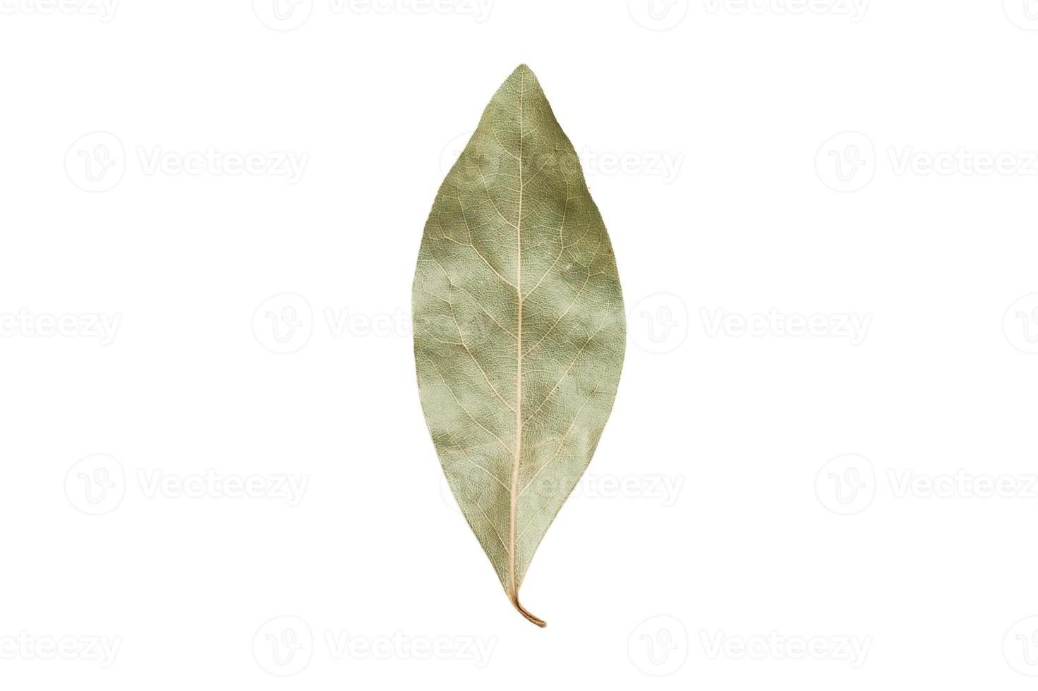 3552 Bay leaf condiments isolated on a transparent background photo