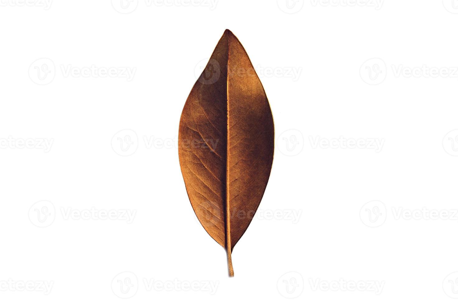 5049 Dried leaf isolated on a transparent background photo