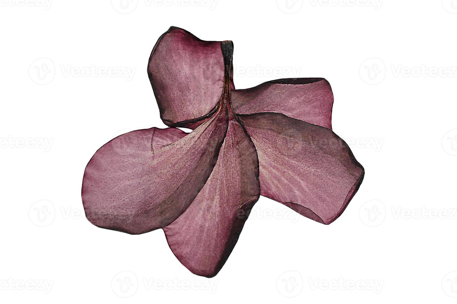 1280 Purple flower isolated on a transparent background photo
