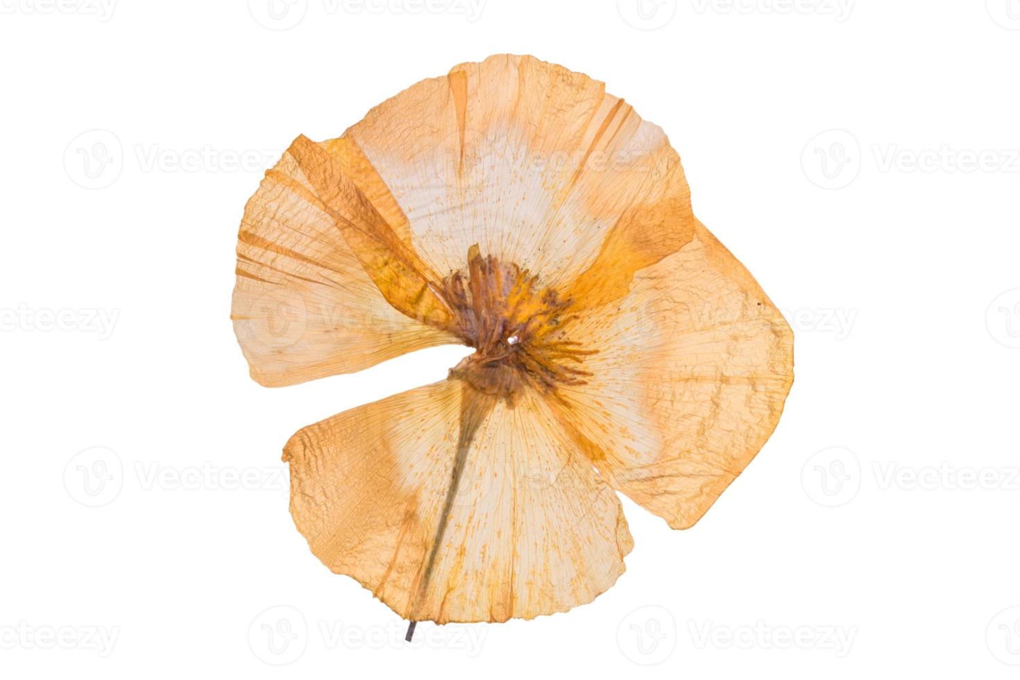 1659 Yellow dried flower isolated on a transparent background 20220437 ...