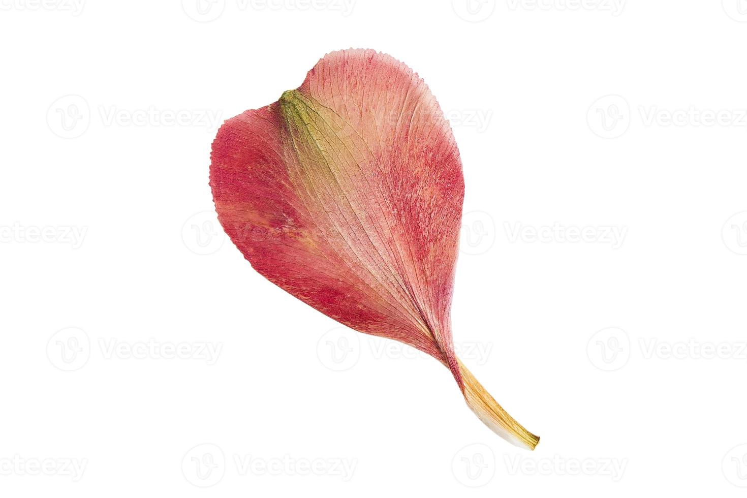 6263 Red petals isolated on a transparent background photo