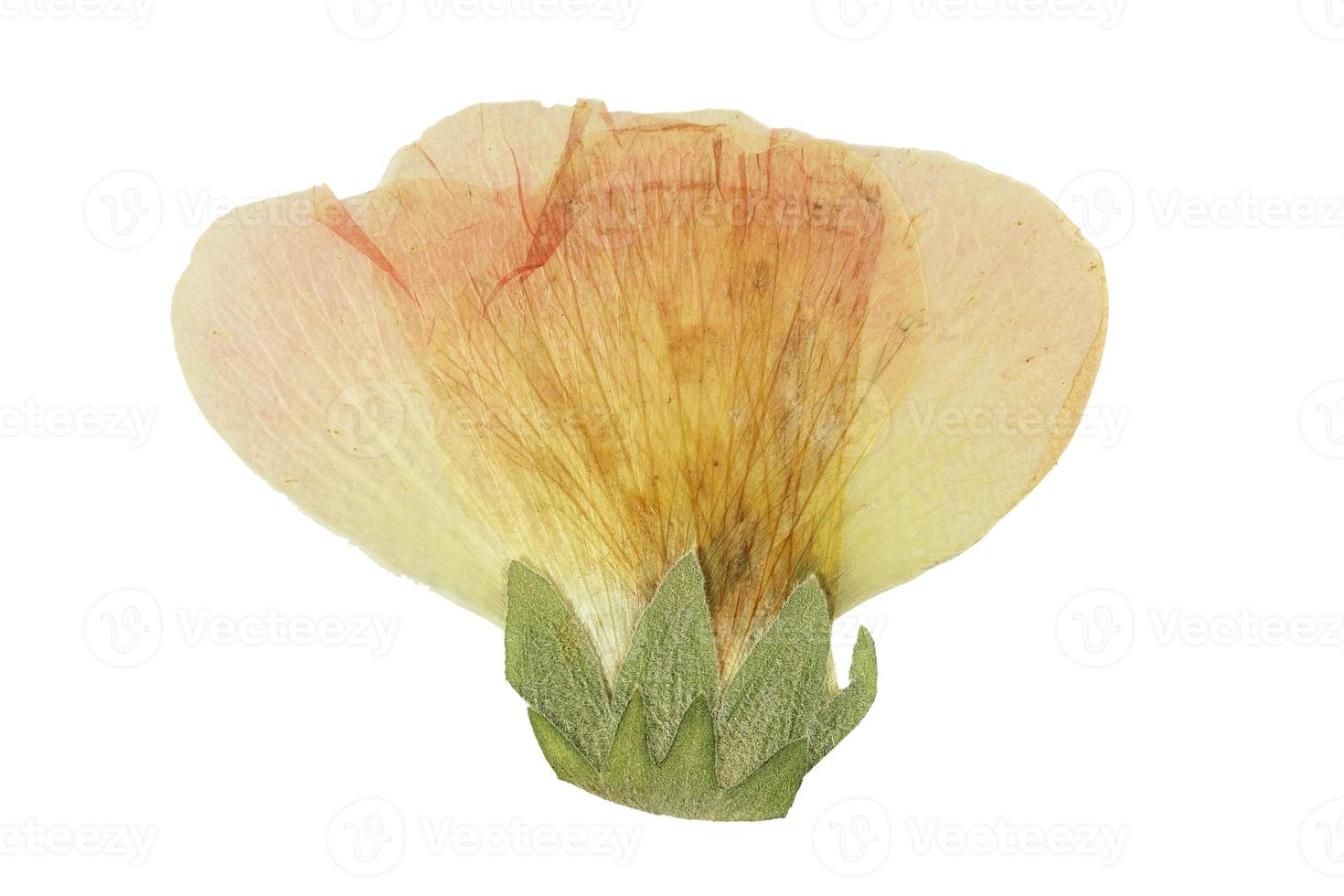768 Yellow flower leaf isolated on a transparent background photo