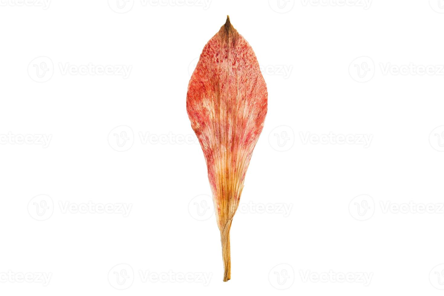 6262 Orange dried leaf isolated on a transparent background photo