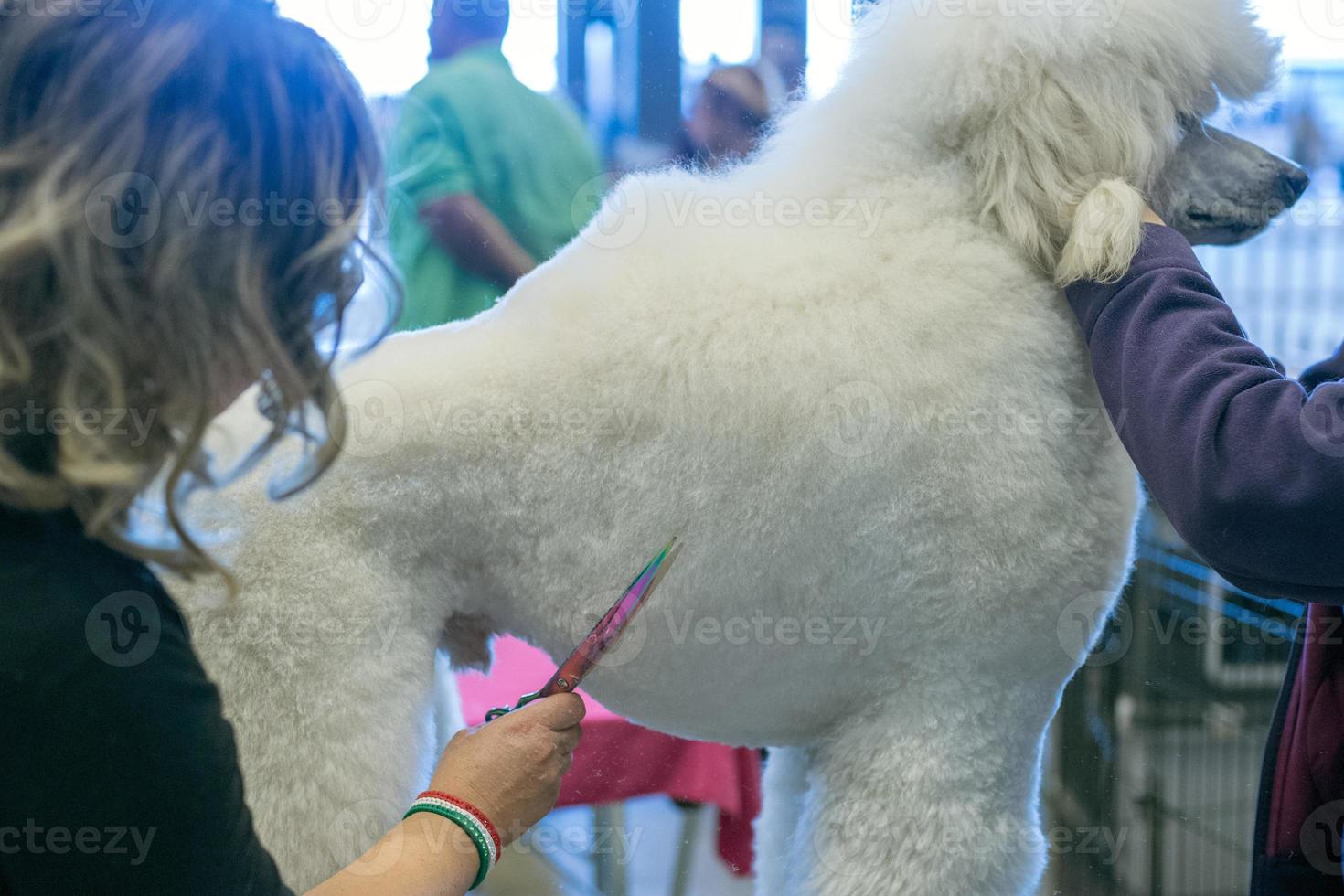 dog grooming at international dog show 20220663 Stock Photo at Vecteezy